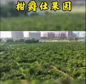 柑爵仕果园
